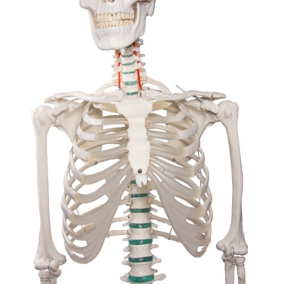 Didactic Model Skeleton Oscar